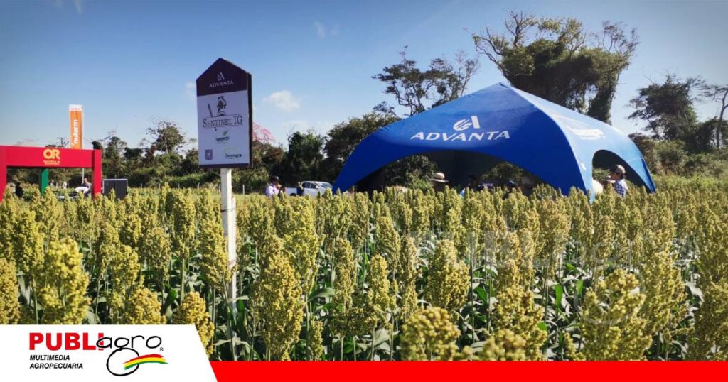 Sorgos con potencial superior a cuatro toneladas por hectárea/ Foto: Publiagro