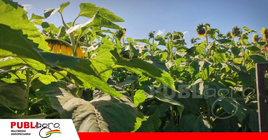 Híbridos de girasol con tecnología Clearfield/ Foto: Publiagro