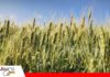 El bajo uso de semilla certificada sigue siendo un desafío para la producción de trigo Sector semillero apuesta por la innovación/ Foto: Publiagro