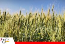 El bajo uso de semilla certificada sigue siendo un desafío para la producción de trigo Sector semillero apuesta por la innovación/ Foto: Publiagro