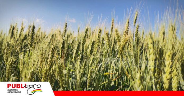 FOTO NOTAS WEB - 2026-07-17T221654.893 Sector semillero apuesta por la innovación/ Foto: Publiagro