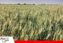 El Día Nacional del Trigo fortalece las expectativas de reactivación de la producción triguera Día Nacional del Trigo en Cuatro Cañadas/ Foto: Publiagro