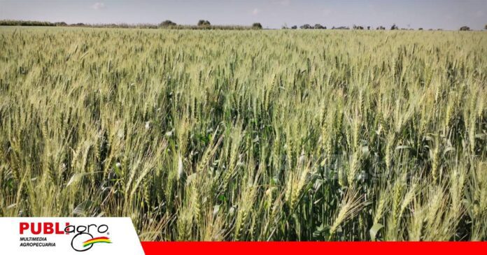 FOTO NOTAS WEB - 2026-07-17T221851.527 Día Nacional del Trigo en Cuatro Cañadas/ Foto: Publiagro