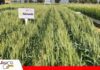 ANAPO lanza variedad de trigo Génesis adaptada al agro boliviano Génesis, una nueva variedad de trigo para elevar la productividad/ Foto: Publiagro