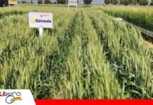 ANAPO lanza variedad de trigo Génesis adaptada al agro boliviano Génesis, una nueva variedad de trigo para elevar la productividad/ Foto: Publiagro