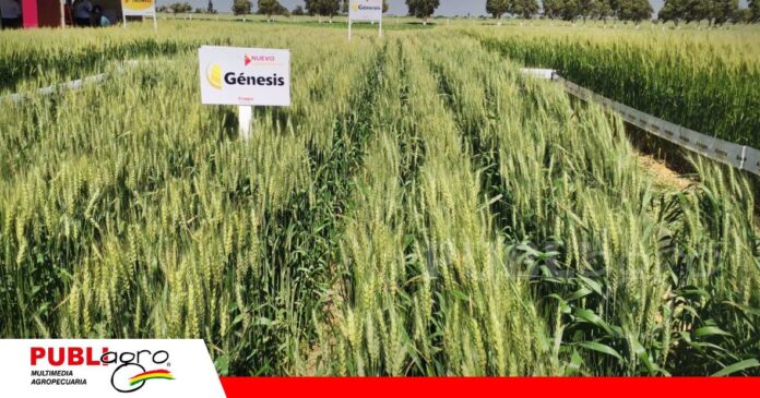 FOTO NOTAS WEB - 2026-07-18T142103.406 Génesis, una nueva variedad de trigo para elevar la productividad/ Foto: Publiagro