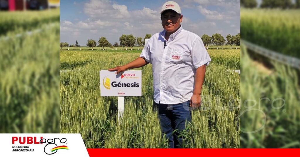 FOTO NOTAS WEB - 2026-07-18T142141.110 Sandro Cárdenas, técnico del programa mejoramiento genético de Anapo/ Foto: Publiagro