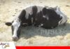 La batalla después del parto: controlar la cetosis para proteger la producción lechera Cetosis bovina: medir para prevenir pérdidas en el rodeo lechero/ Foto: Internet