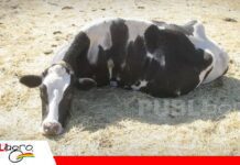 La batalla después del parto: controlar la cetosis para proteger la producción lechera Cetosis bovina: medir para prevenir pérdidas en el rodeo lechero/ Foto: Internet