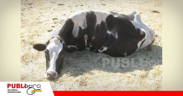 FOTO NOTAS WEB - 2026-07-18T142338.011 Cetosis bovina: medir para prevenir pérdidas en el rodeo lechero/ Foto: Internet