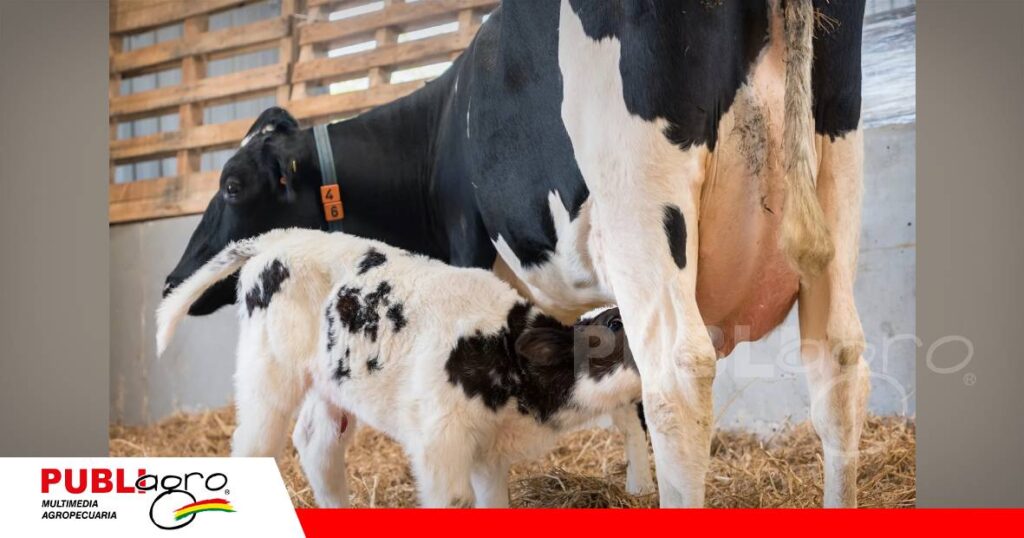 FOTO NOTAS WEB - 2026-07-18T142408.531 La cetosis cuesta leche y rentabilidad en los sistemas lecheros/ Foto: Internet