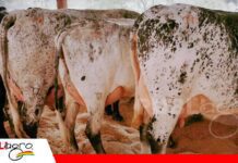 Genética de élite y visión de futuro marcaron el quinto Remate Girolando Nacional Las Maras abrió su genética al país/ Foto: Publiagro