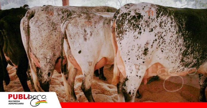 FOTO NOTAS WEB - 2026-07-20T140236.349 Las Maras abrió su genética al país/ Foto: Publiagro