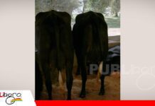 Cabaña El Bato comparte genética de élite en el V Remate Girolando Nacional Genética de alto rendimiento de cabaña El Bato/ Foto: Publiagro