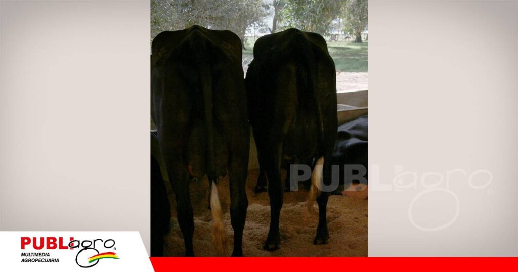 FOTO NOTAS WEB - 2026-07-20T140347.189 La genética como motor de una lechería más eficiente/ Foto: Publiagro