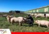 Senasag intensifica vigilancia para preservar estatus libre de peste porcina La peste afecta al ganado porcino/ Foto: Internet