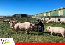 Senasag intensifica vigilancia para preservar estatus libre de peste porcina La peste afecta al ganado porcino/ Foto: Internet