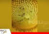 La mosquita del capítulo: la plaga que ataca y deforma el girasol Una pequeña larva, grandes pérdidas/ Foto: Internet