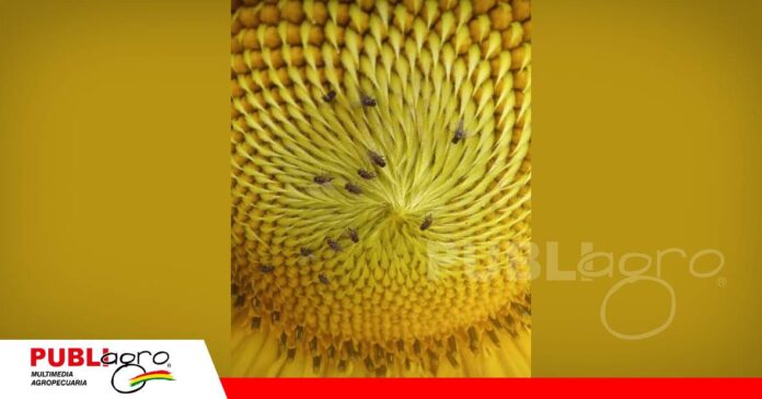 FOTO NOTAS WEB - 2026-07-20T180226.069 Una pequeña larva, grandes pérdidas/ Foto: Internet