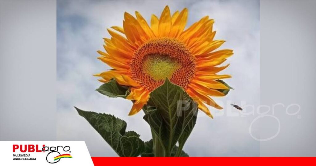 FOTO NOTAS WEB - 2026-07-20T180305.601 El capítulo deformado revela el ataque de la plaga/ Foto: Publiagro
