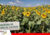 Una fertilización adecuada puede marcar la diferencia en los rendimientos del campo ANAPO genera información para aplicar la dosis correcta de fertilizantes/ Foto: Publiagro