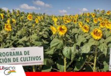 Una fertilización adecuada puede marcar la diferencia en los rendimientos del campo ANAPO genera información para aplicar la dosis correcta de fertilizantes/ Foto: Publiagro