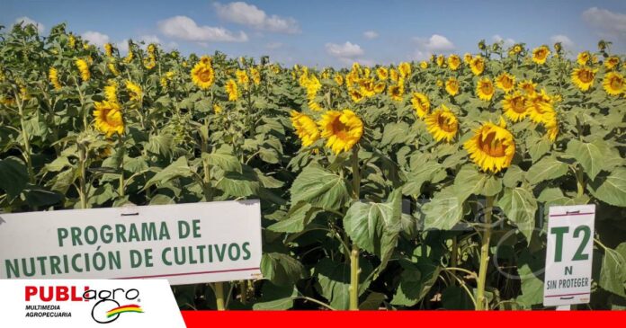 FOTO NOTAS WEB - 2026-07-20T180340.136 ANAPO genera información para aplicar la dosis correcta de fertilizantes/ Foto: Publiagro