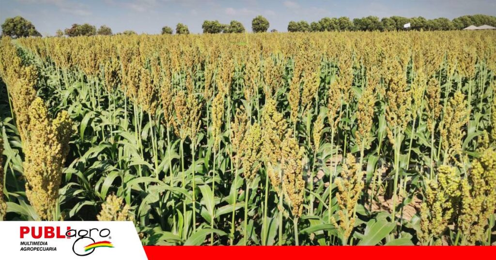 FOTO NOTAS WEB - 2026-07-20T180401.885 La nutrición de cultivos, una pieza clave para una agricultura más sostenible/ Foto: Publiagro