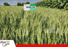 CIAT apuesta por genética resistente para fortalecer la producción de trigo Variedad Penoco, la más sembrada en Santa Cruz y Sucre/ Foto: Publiagro