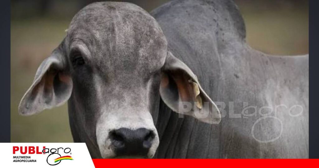 FOTO NOTAS WEB - 2026-07-21T161133.339 La genética es la base para animales más eficientes/ Foto: Internet