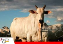 Las DEPs transforman la selección genética y aceleran el progreso de la ganadería Ciencia aplicada al campo, la nueva ruta/ Foto: Publiagro