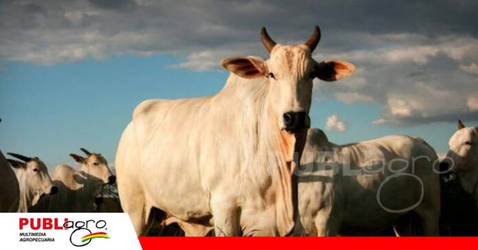 FOTO NOTAS WEB - 2026-07-21T161208.519 Ciencia aplicada al campo, la nueva ruta/ Foto: Publiagro