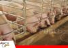 La IA y Big Data anticipan el crecimiento de los animales y mejoran la rentabilidad pecuaria La nueva era de la precisión en la producción/ Foto: Internet