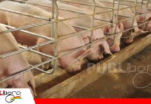 La IA y Big Data anticipan el crecimiento de los animales y mejoran la rentabilidad pecuaria La nueva era de la precisión en la producción/ Foto: Internet