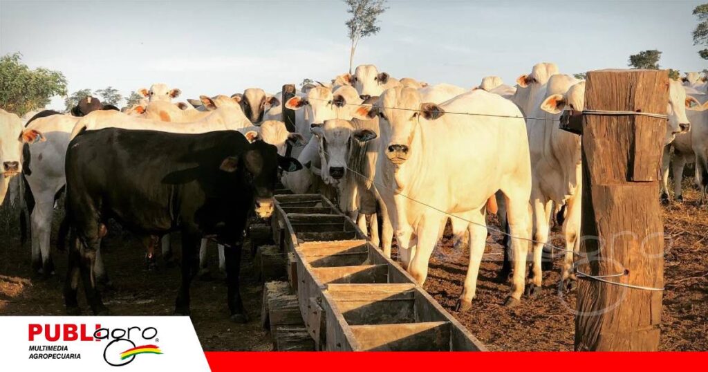 Modelos matemáticos revelan cuánto puede crecer un animal/ Foto: Internet
