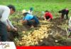 Productores cuestionan el alza de los insumos y reclaman precios justos para sus cosechas Denuncian que insumos suben hasta tres veces más/ Foto: Interagro