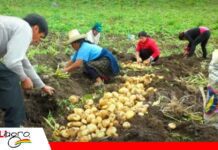 Productores cuestionan el alza de los insumos y reclaman precios justos para sus cosechas Denuncian que insumos suben hasta tres veces más/ Foto: Interagro