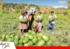 Producción de frutas rompe récord en Bolivia y supera los 1,7 millones de toneladas Cochabamba lidera la producción de frutas/ Foto: Internet