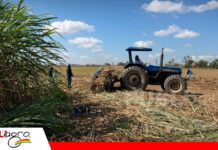 Multiplicación de nueva variedad de caña de azúcar en San Pedro CENACA multiplica material genético de alto rendimiento/ Foto: Cenaca