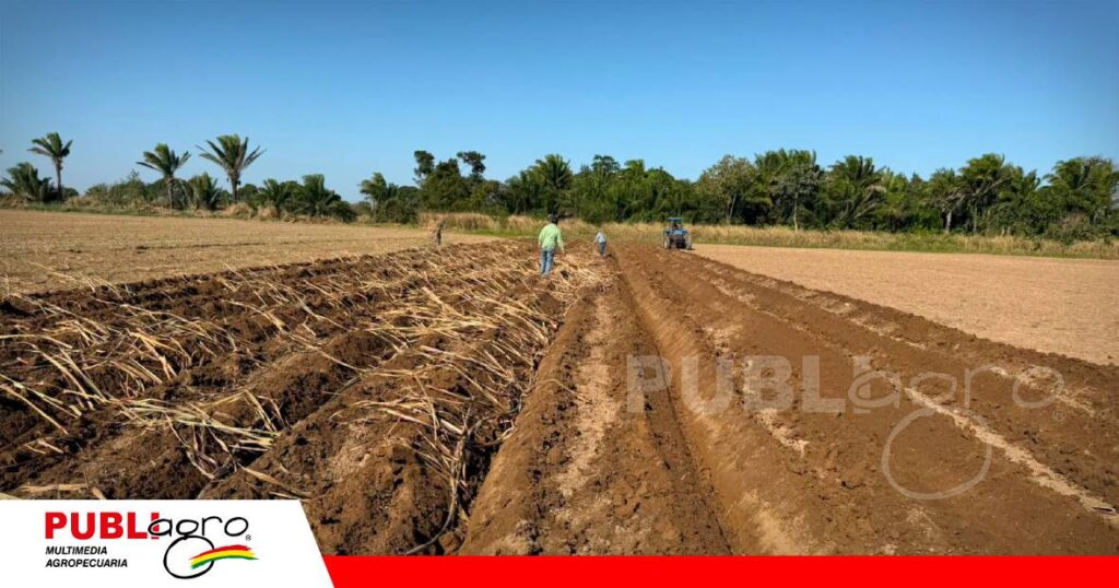 Nueva genética promete mayor productividad para la caña/ Foto: Cenaca