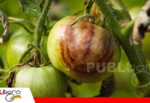 El tizón tardío puede destruir una cosecha en pocos días Prevención y monitoreo/ Foto: Internet