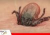 Teileriosis: la enfermedad transmitida por garrapatas que amenaza la productividad del ganado bovino Control de garrapatas y el tratamiento para evitar pérdidas/ Foto: Internet