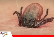 Teileriosis: la enfermedad transmitida por garrapatas que amenaza la productividad del ganado bovino Control de garrapatas y el tratamiento para evitar pérdidas/ Foto: Internet