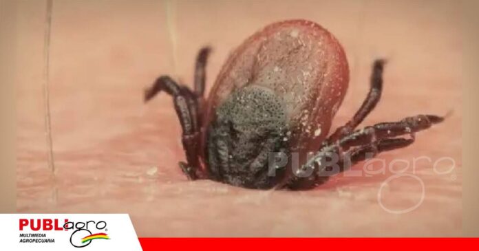 Control de garrapatas y el tratamiento para evitar pérdidas/ Foto: Internet