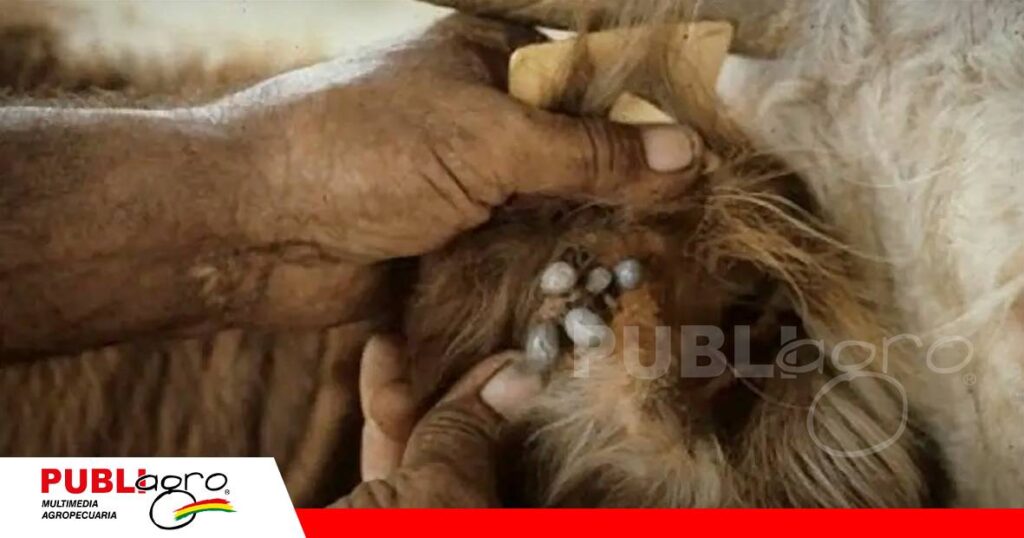 La teileriosis bovina es una de las enfermedades parasitarias de mayor impacto/ Foto: Internet