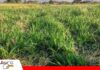 Fósforo: el mineral que conecta el suelo, la pastura y la productividad ganadera El desafío de alimentar mejor al ganado desde el suelo/Foto: Publiagro