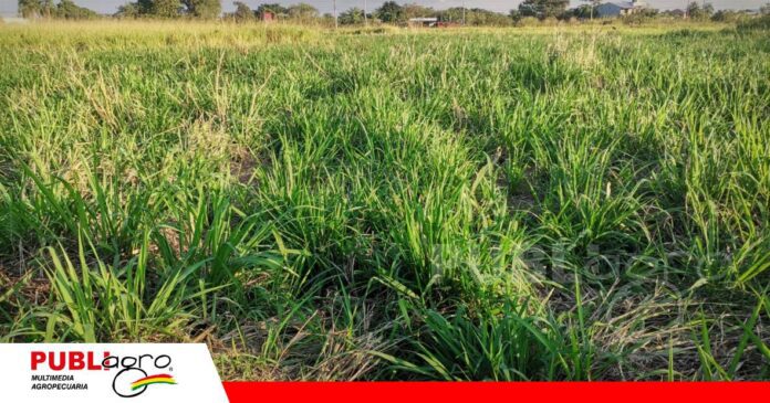 El desafío de alimentar mejor al ganado desde el suelo/Foto: Publiagro