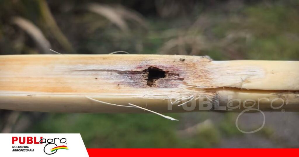 La plaga perfora el tallo y reduce el potencial azucarero de la caña/ Foto: Internet