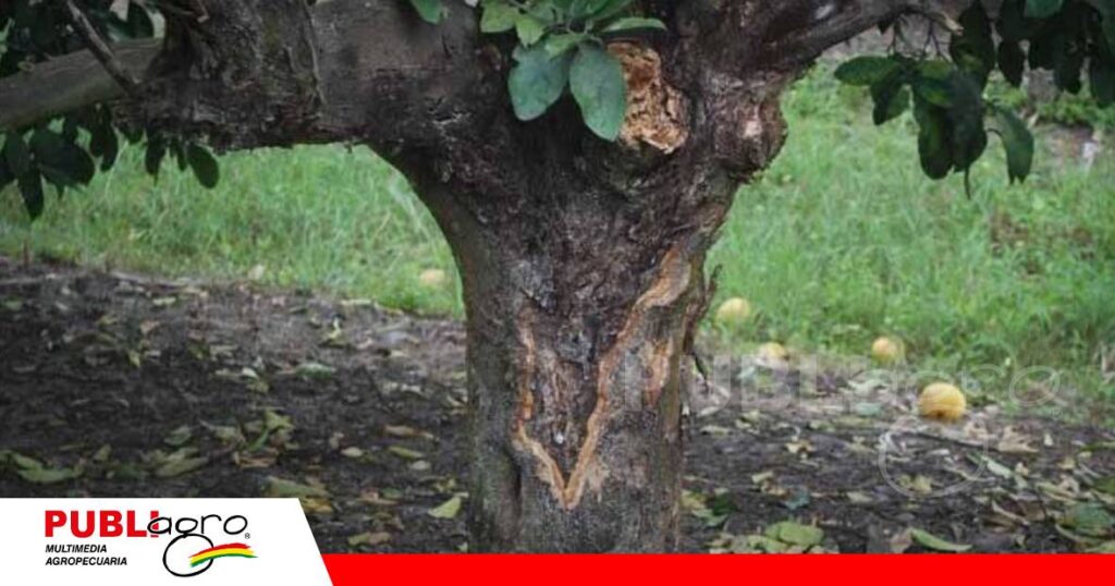 FOTO NOTAS WEB - 2026-07-23T133045.171 Una infección en las raíces puede costar toda una plantación de cítricos/ Foto: Internet