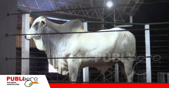 Magdalena alista su gran remate ganadero/ Foto: Publiagro